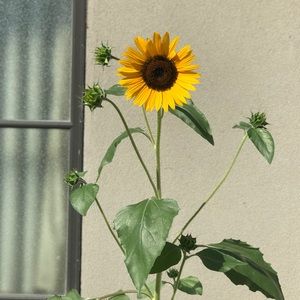 Meet your Posher, Nairely